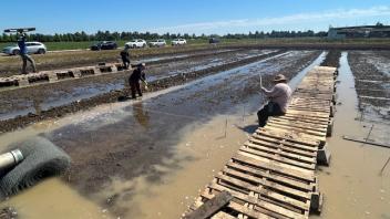 People planting rice in muddy flooded paddies beside a makeshift wooden plank walkway