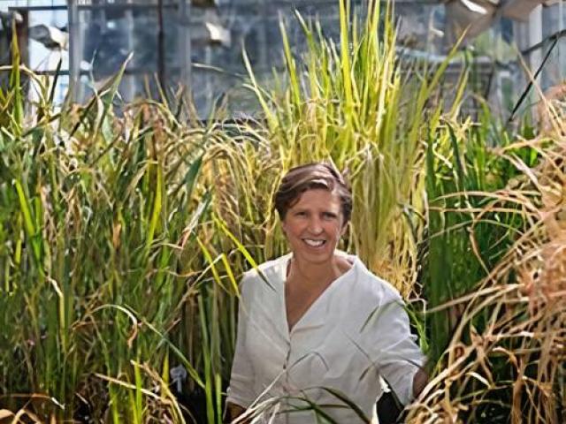 Dr. Ronald surrounded by tall grass