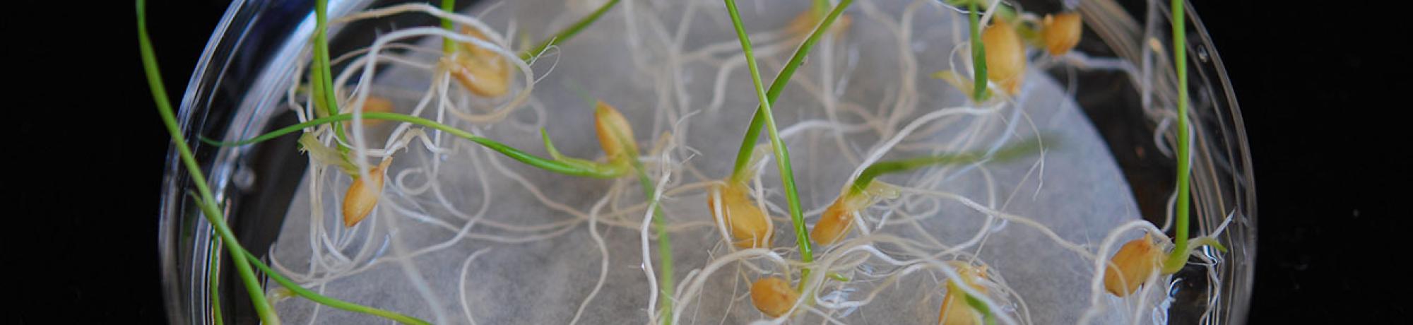 plants growing in a petri dish